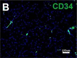 CD34 Antibody (HPCA1/763), Novus Biologicals 0.1mg; Unlabeled:Antibodies,