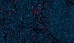 CD11c Antibody (ITGAX/1243), Novus Biologicals:Antibodies:Primary Antibodies
