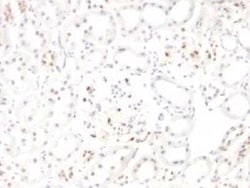 WT1 Antibody (WT1/857 + 6F-H2), Novus Biologicals 0.02mg; Unlabeled:Antibodies,