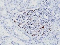 WT1 Antibody (WT1/857 + 6F-H2), Novus Biologicals 0.02mg; Unlabeled:Antibodies,