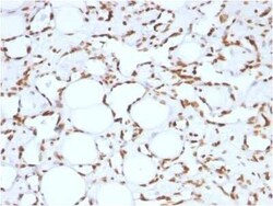 Histone H1 Antibody (HH1/957), Novus Biologicals 0.1mg; Unlabeled:Antibodies,