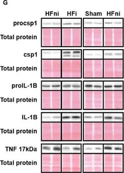 TNF-alpha Antibody (J2D10), Novus Biologicals:Antibodies:Primary Antibodies