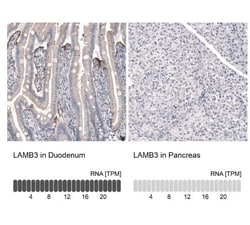 Laminin beta 3 Antibody (CL3363), Novus Biologicals:Antibodies:Primary