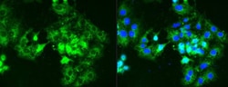GCM1 Antibody, Novus Biologicals:Antibodies:Primary Antibodies