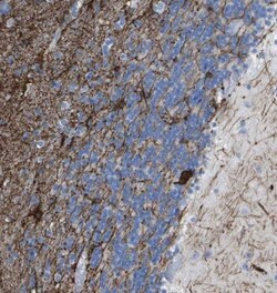 Kv1.3 Antibody, Novus Biologicals:Antibodies:Primary Antibodies