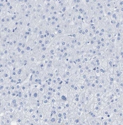 Kv1.3 Antibody, Novus Biologicals:Antibodies:Primary Antibodies
