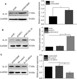 CCDC124 Antibody, Novus Biologicals 25 &mu;L, Unconjugated:Antibodies,