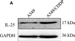CCDC124 Antibody, Novus Biologicals 25 &mu;L, Unconjugated:Antibodies,