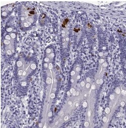 PCSK1N Antibody, Novus Biologicals:Antibodies:Primary Antibodies