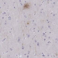 PCSK1N Antibody, Novus Biologicals:Antibodies:Primary Antibodies
