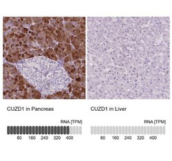 CUZD1 Antibody, Novus Biologicals 0.1 mL, Unconjugated:Antibodies, Polyclonal