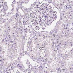 CUZD1 Antibody, Novus Biologicals 0.1 mL, Unconjugated:Antibodies, Polyclonal