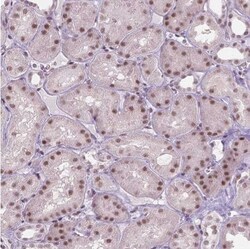 HES7 Antibody, Novus Biologicals:Antibodies:Primary Antibodies