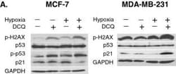 p53 Antibody (Pab DO-1) - BSA Free, Novus Biologicals 0.025 mL, Unconjugated:Antibodies,