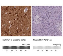 NECAB1 Antibody (CL0580), Novus Biologicals 0.1 mL, Unconjugated:Antibodies,