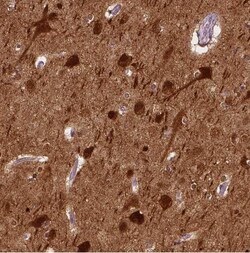 NECAB1 Antibody (CL0580), Novus Biologicals 0.1 mL, Unconjugated:Antibodies,