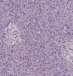 NECAB1 Antibody (CL0580), Novus Biologicals 0.1 mL, Unconjugated:Antibodies,