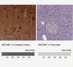NECAB1 Antibody (CL0575), Novus Biologicals 0.1 mL, Unconjugated:Antibodies,