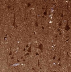 NECAB1 Antibody (CL0575), Novus Biologicals 0.1 mL, Unconjugated:Antibodies,