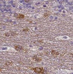 NECAB1 Antibody (CL0575), Novus Biologicals 0.1 mL, Unconjugated:Antibodies,