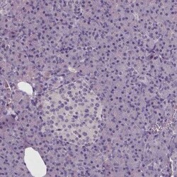 NECAB1 Antibody (CL0575), Novus Biologicals 0.1 mL, Unconjugated:Antibodies,