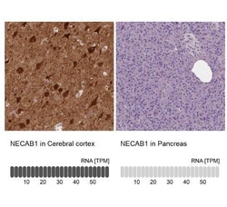 NECAB1 Antibody (CL0576), Novus Biologicals 25 &mu;L, Unconjugated:Antibodies,