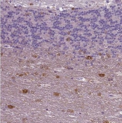 NECAB1 Antibody (CL0576), Novus Biologicals 25 &mu;L, Unconjugated:Antibodies,