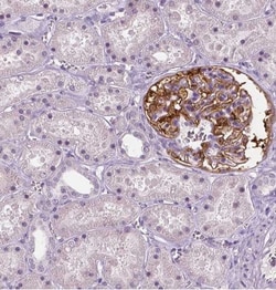NECAB1 Antibody (CL0576), Novus Biologicals 25 &mu;L, Unconjugated:Antibodies,