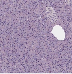 NECAB1 Antibody (CL0576), Novus Biologicals:Antibodies:Primary Antibodies