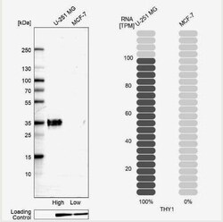 CD90/Thy1 Antibody (CL1040), Novus Biologicals 0.1 mL, Unconjugated:Antibodies