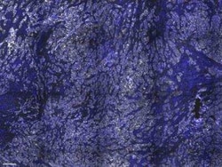 E-Cadherin Antibody (CDH1/1525), Novus Biologicals:Antibodies:Primary Antibodies