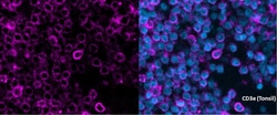 CD3 epsilon Antibody (C3e/1308), Novus Biologicals 100&mu;g; Unlabeled:Antibodies,