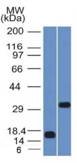 SOX2 Antibody (SOX2/1792), Novus Biologicals:Antibodies:Primary Antibodies