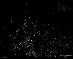 SOX2 Antibody (SOX2/1792), Novus Biologicals:Antibodies:Primary Antibodies