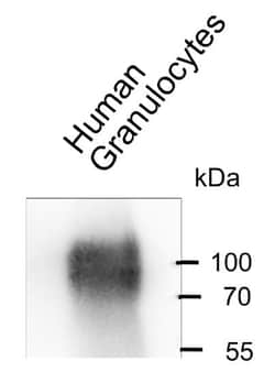 CEACAM6/CD66c Antibody (1H7-4B) - BSA Free, Novus Biologicals 0.1 mg; Unconjugated:Antibodies,