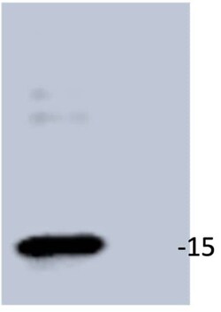 TOMM20 Mouse anti-Human, Clone: 1B2, Novus Biologicals:Antibodies:Primary