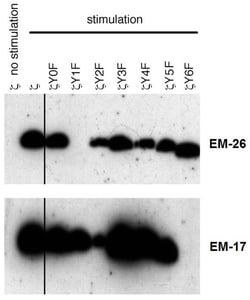 CD3 zeta, p Tyr72 Antibody (EM-26), Novus Biologicals 0.1 mg; Unconjugated:Antibodies,