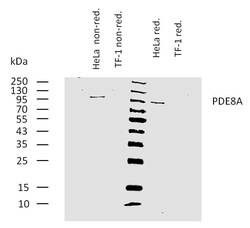 PDE8A Antibody (EM-52), Novus Biologicals 0.1 mg; Unconjugated:Antibodies,