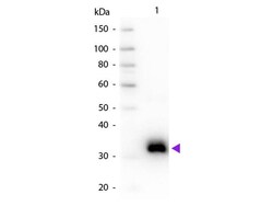Goat anti-Rat IgG Fc Secondary Antibody, Novus Biologicals 2 mg; Unconjugated:Antibodies,