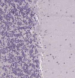 FCRL3/FcRH3 Antibody, Novus Biologicals 100 &mu;g; Unconjugated:Antibodies,
