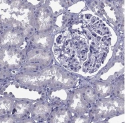 PDE6H Antibody, Novus Biologicals:Antibodies:Primary Antibodies