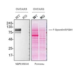 F-Spondin/SPON1 Antibody, Novus Biologicals 100 &mu;g; Unconjugated:Antibodies,