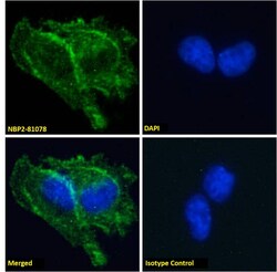 Prion protein, Mouse anti-Human,Hamster, Clone: 3F4, Novus Biologicals