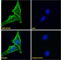 CD98, Mouse anti-Human, Clone: HBJ127, Novus Biologicals 0.025 mg; Unconjugated:Antibodies,