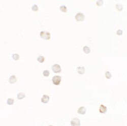 TTYH1 Antibody - BSA Free, Novus Biologicals 0.1 mg; Unconjugated:Antibodies,