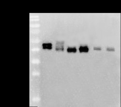 Human Respiratory Syncytial Virus (RSV) A2 Fusion Protein Rabbit anti-Virus,