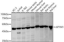 AP1M1 Antibody - Azide and BSA Free, Novus Biologicals:Antibodies:Primary