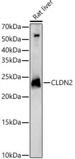Claudin-2 Antibody - Azide and BSA Free, Novus Biologicals:Antibodies:Primary