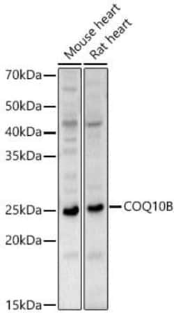 COQ10B Antibody - Azide and BSA Free, Novus Biologicals 0.02 mL, Unconjugated:Antibodies,