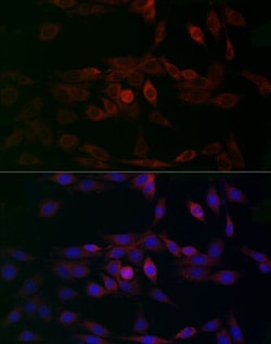CCDC109A Antibody - Azide and BSA Free, Novus Biologicals:Antibodies:Primary